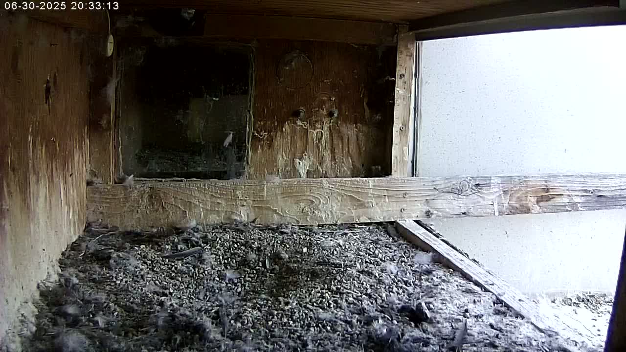 Manhester, NH, Falcon Life Live Cam - Manchester, Hillsborough, New Hampshire, USA