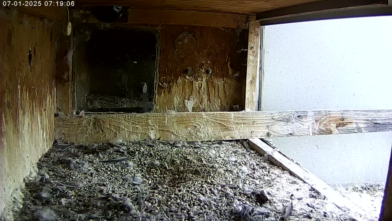Manhester, NH, Falcon Life Live Cam - Manchester, Hillsborough, New Hampshire, USA
