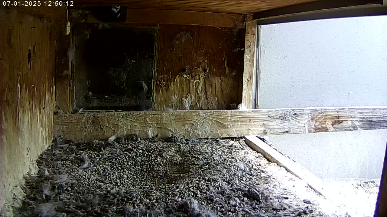 Manhester, NH, Falcon Life Live Cam - Manchester, Hillsborough, New Hampshire, USA