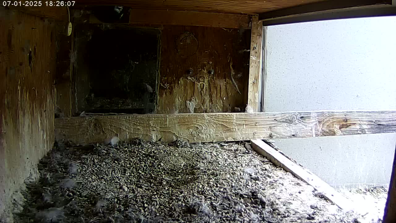 Manhester, NH, Falcon Life Live Cam - Manchester, Hillsborough, New Hampshire, USA