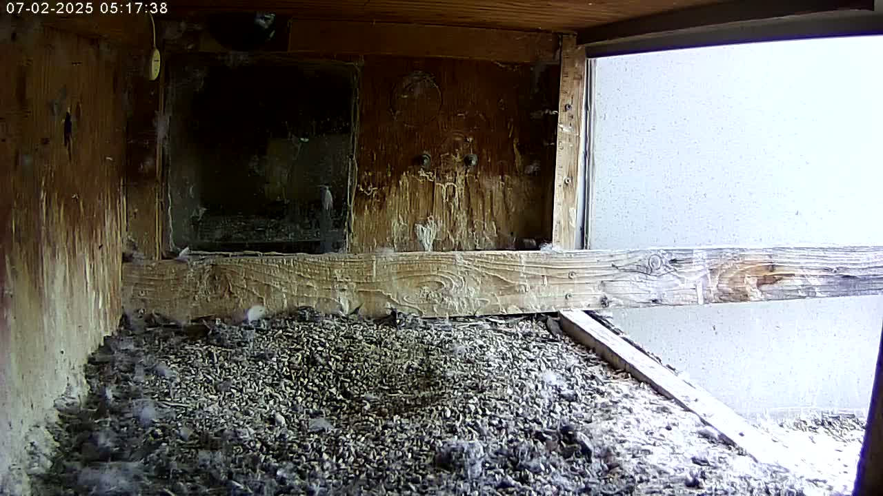 Manhester, NH, Falcon Life Live Cam - Manchester, Hillsborough, New Hampshire, USA