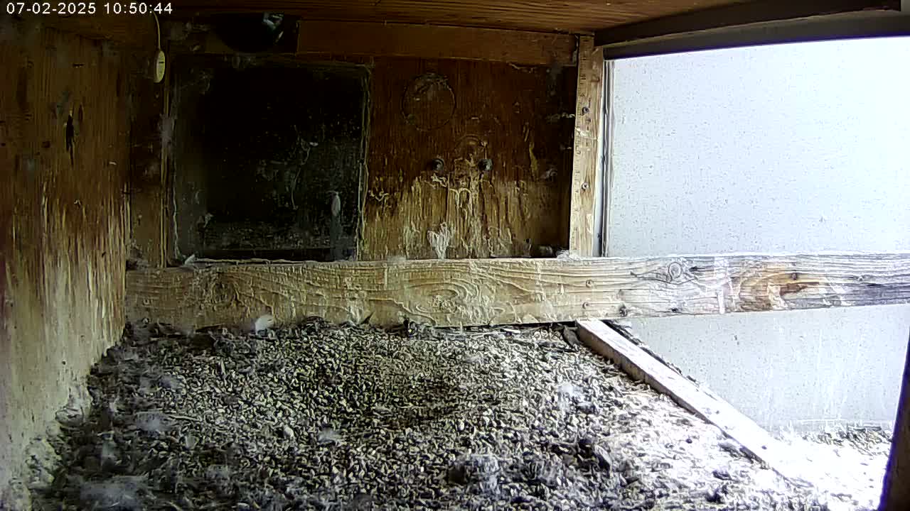 Manhester, NH, Falcon Life Live Cam - Manchester, Hillsborough, New Hampshire, USA
