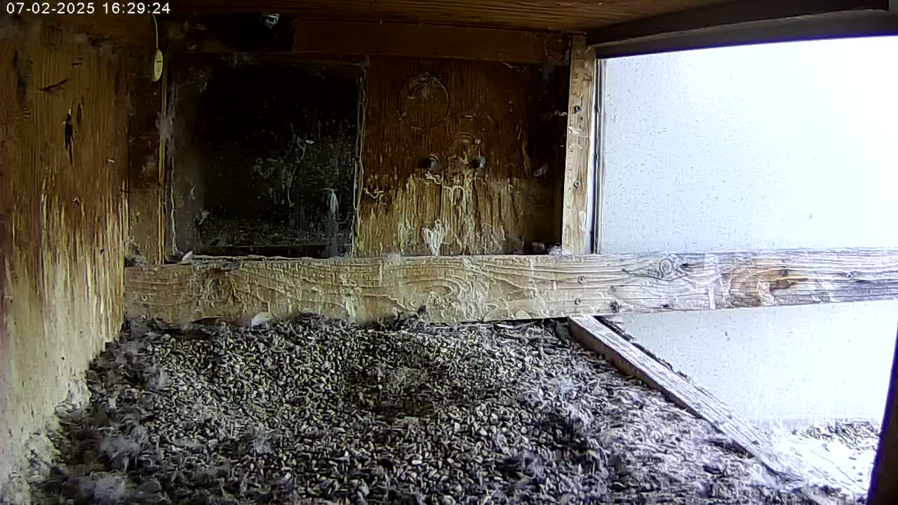 Manhester, NH, Falcon Life Live Cam - Manchester, Hillsborough, New Hampshire, USA