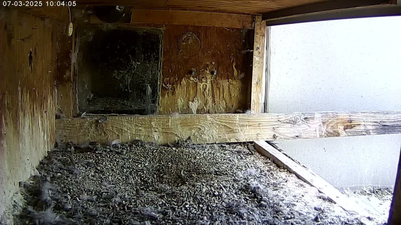 Manhester, NH, Falcon Life Live Cam - Manchester, Hillsborough, New Hampshire, USA