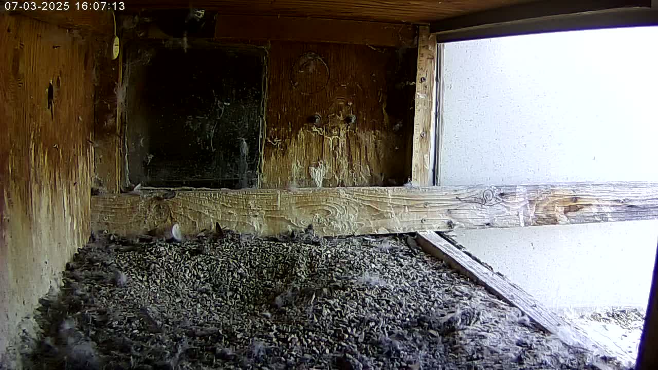 Manhester, NH, Falcon Life Live Cam - Manchester, Hillsborough, New Hampshire, USA