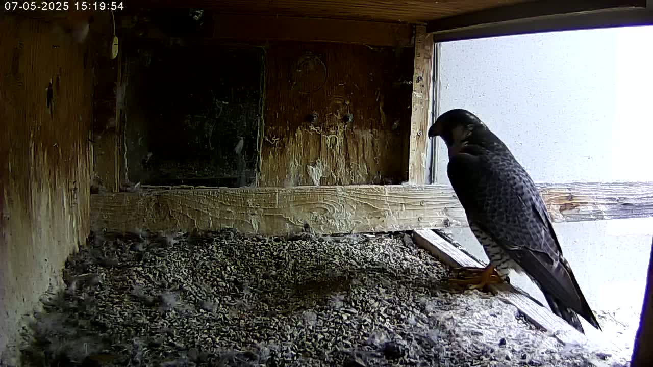Manhester, NH, Falcon Life Live Cam - Manchester, Hillsborough, New Hampshire, USA