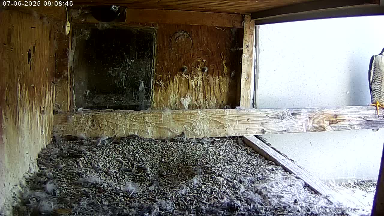 Manhester, NH, Falcon Life Live Cam - Manchester, Hillsborough, New Hampshire, USA