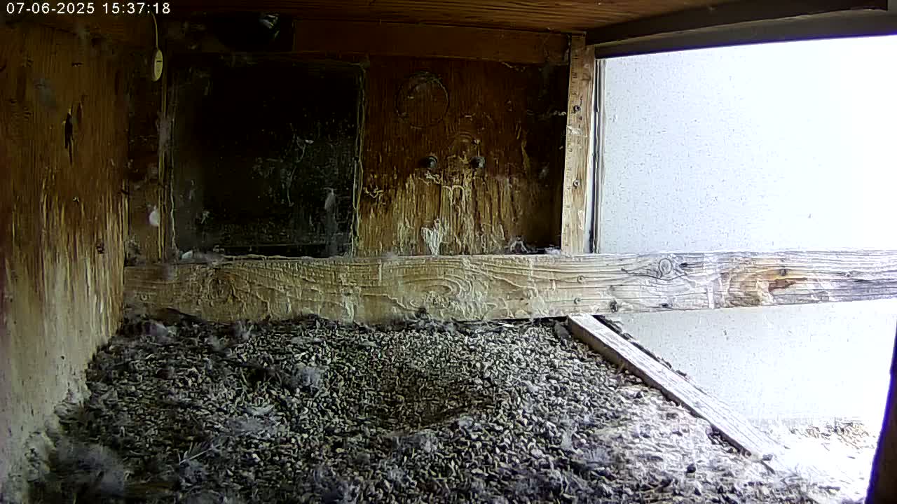 Manhester, NH, Falcon Life Live Cam - Manchester, Hillsborough, New Hampshire, USA