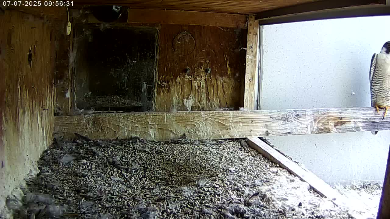 Manhester, NH, Falcon Life Live Cam - Manchester, Hillsborough, New Hampshire, USA