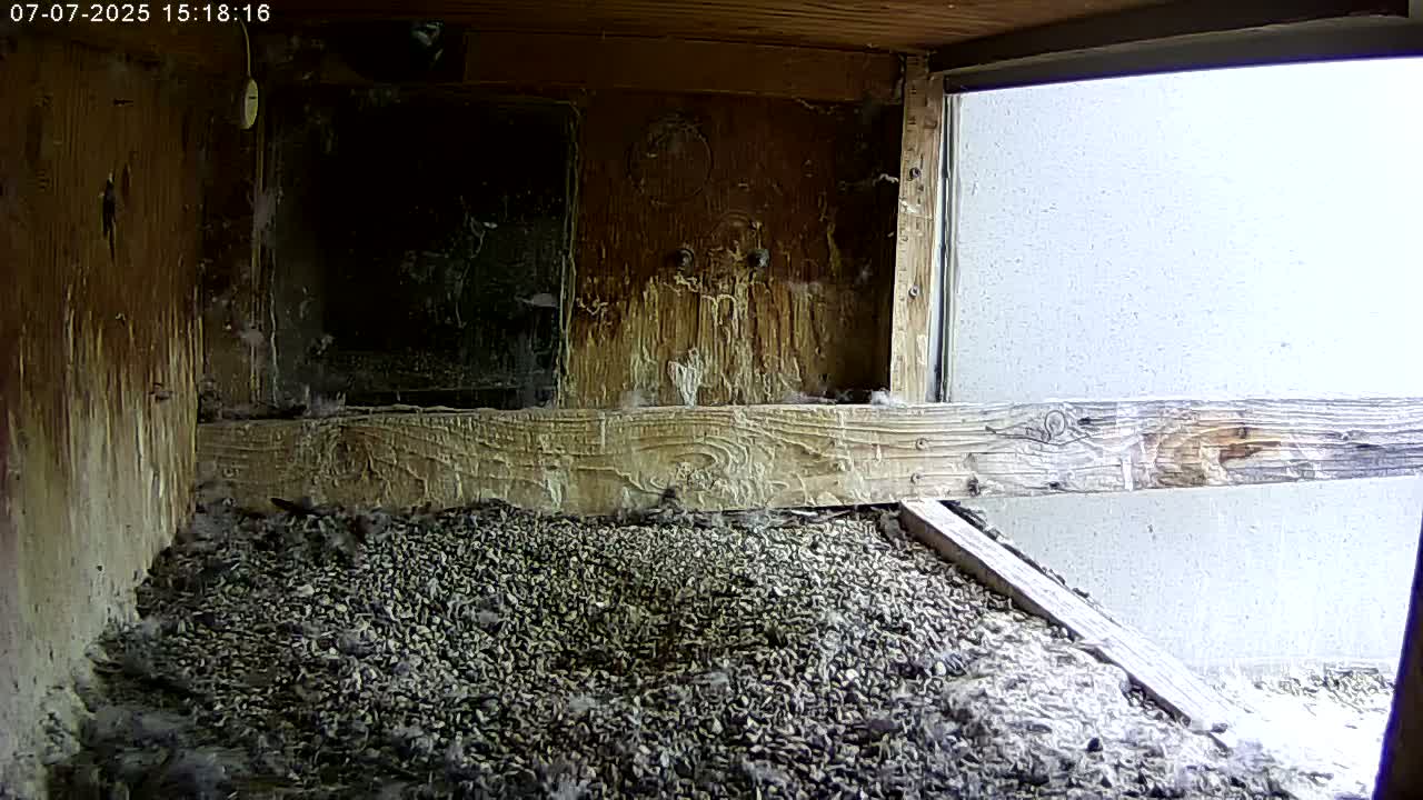 Manhester, NH, Falcon Life Live Cam - Manchester, Hillsborough, New Hampshire, USA