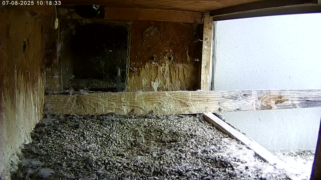 Manhester, NH, Falcon Life Live Cam - Manchester, Hillsborough, New Hampshire, USA