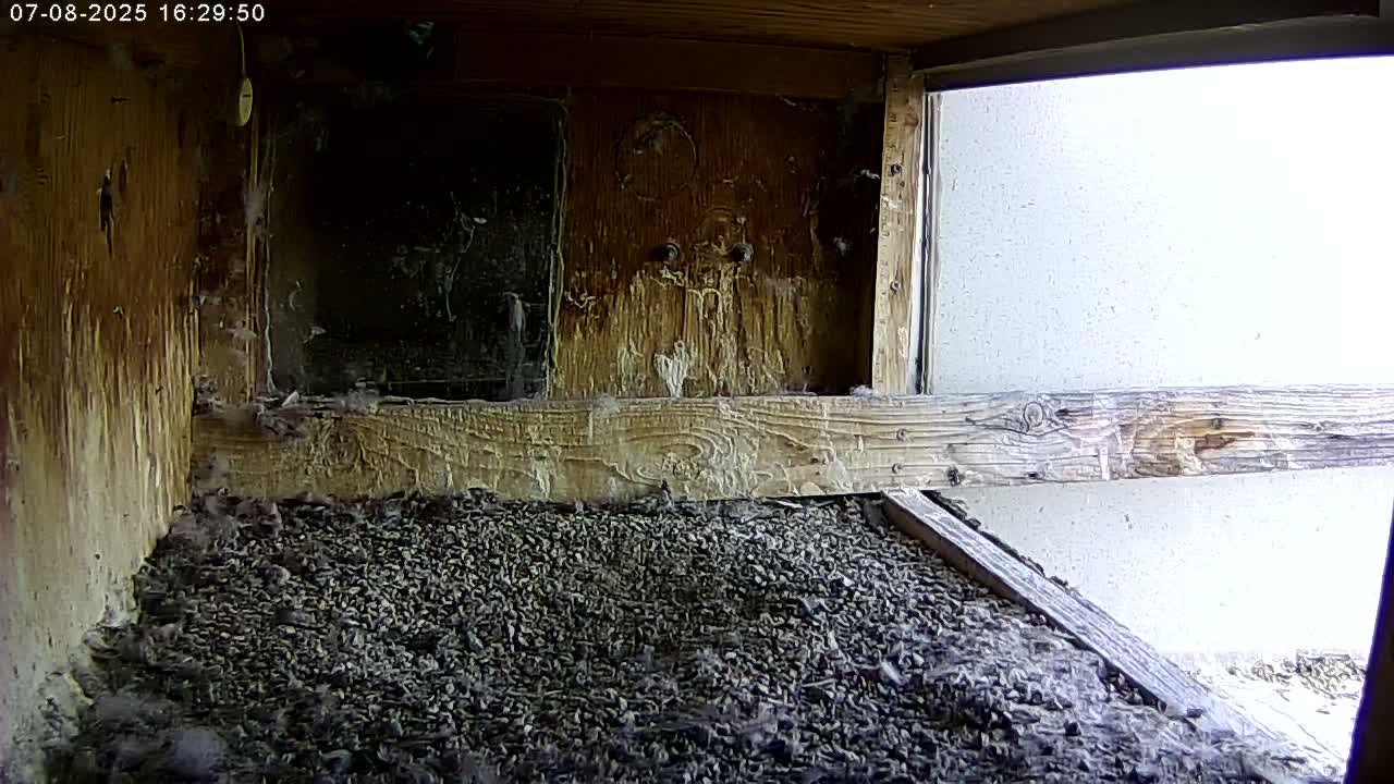 Manhester, NH, Falcon Life Live Cam - Manchester, Hillsborough, New Hampshire, USA
