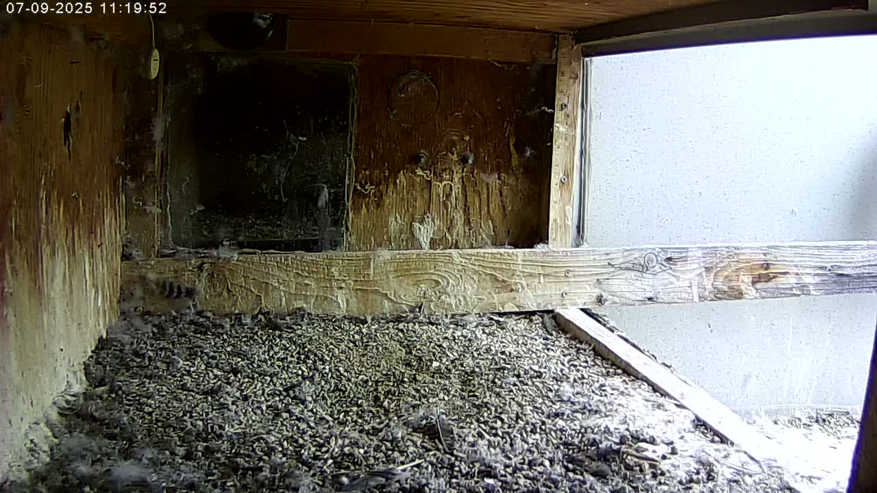 Manhester, NH, Falcon Life Live Cam - Manchester, Hillsborough, New Hampshire, USA