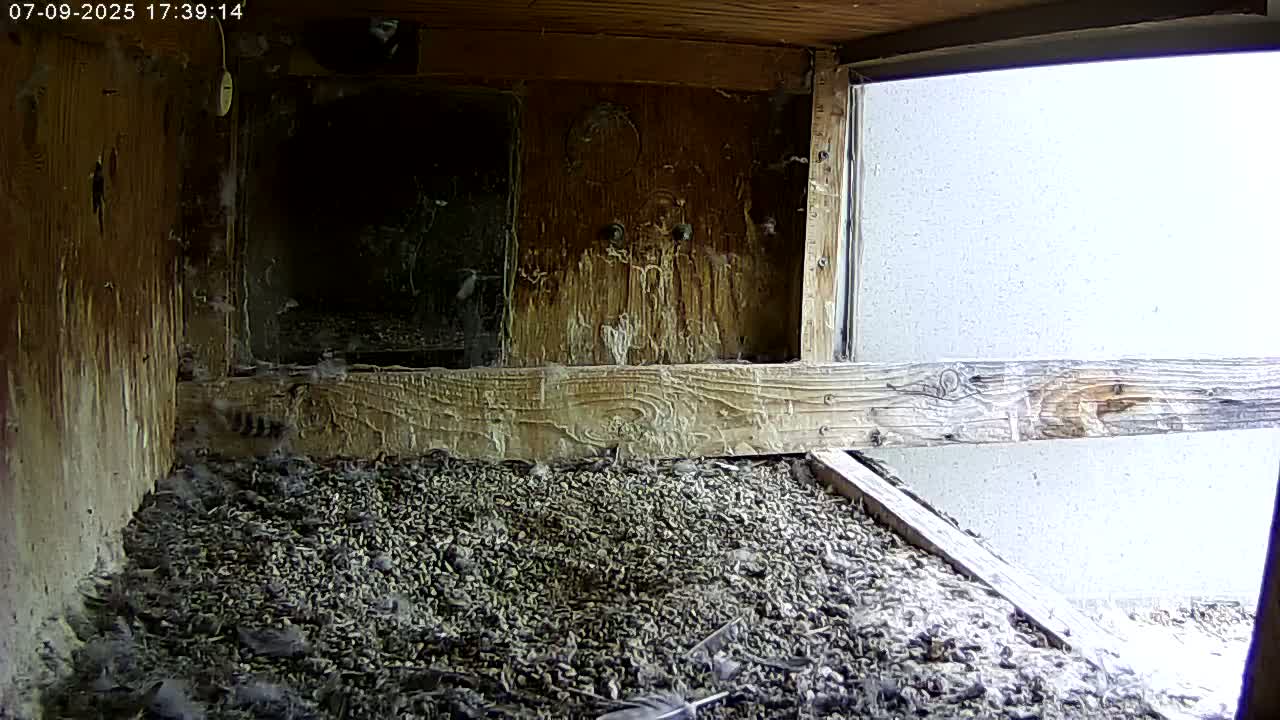 Manhester, NH, Falcon Life Live Cam - Manchester, Hillsborough, New Hampshire, USA