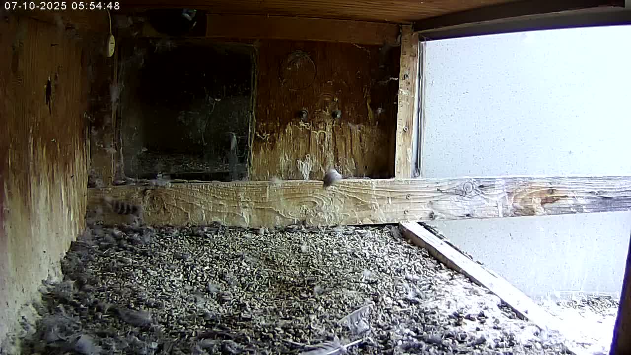 Manhester, NH, Falcon Life Live Cam - Manchester, Hillsborough, New Hampshire, USA