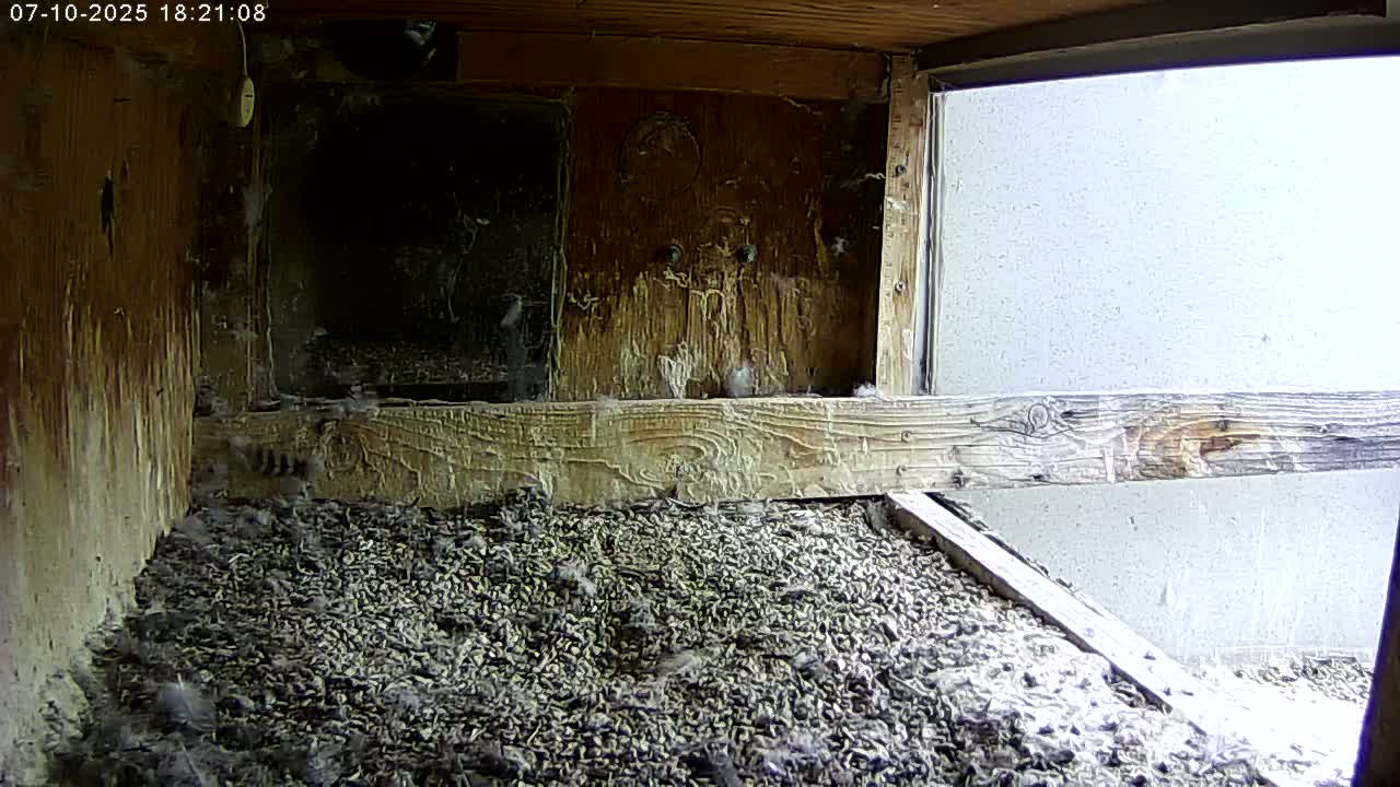 Manhester, NH, Falcon Life Live Cam - Manchester, Hillsborough, New Hampshire, USA