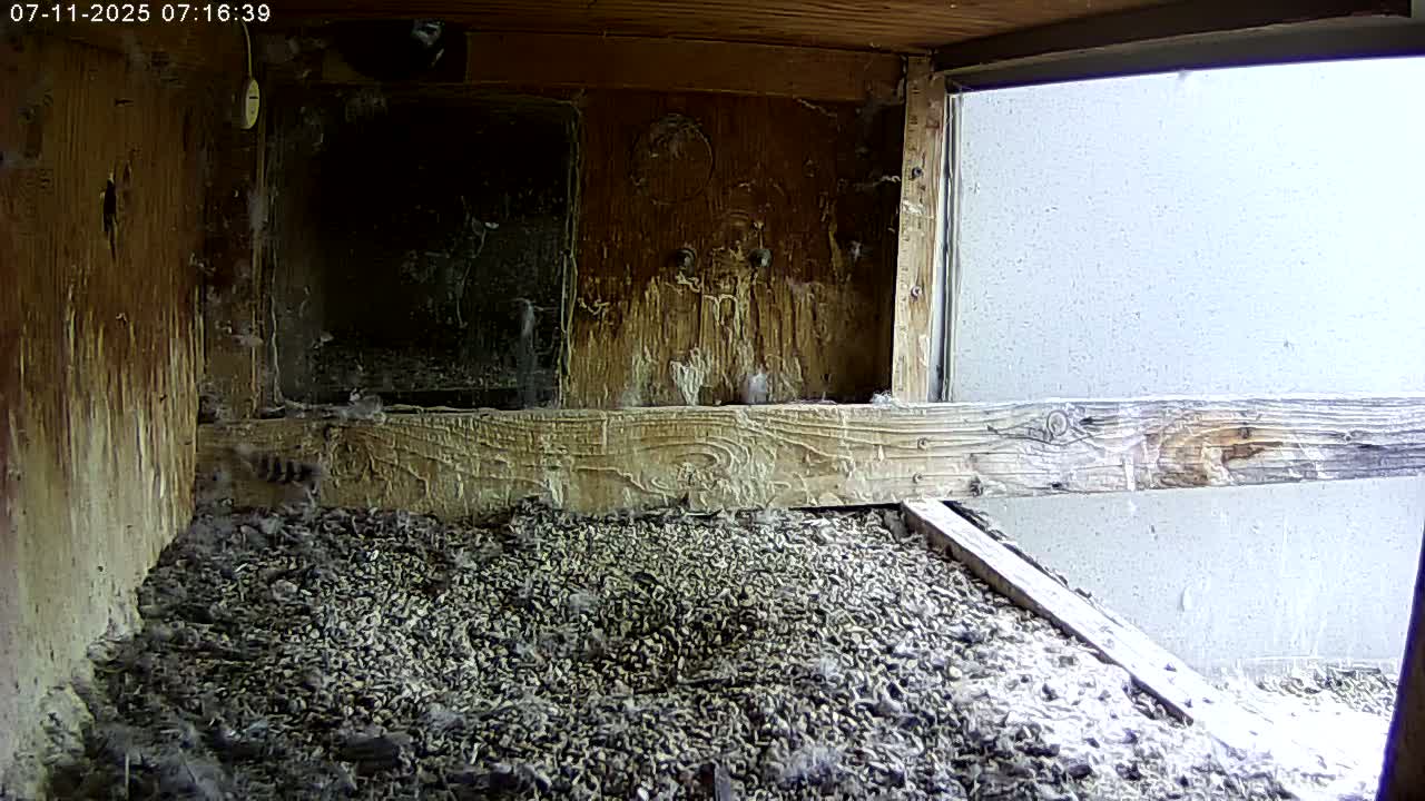 Manhester, NH, Falcon Life Live Cam - Manchester, Hillsborough, New Hampshire, USA