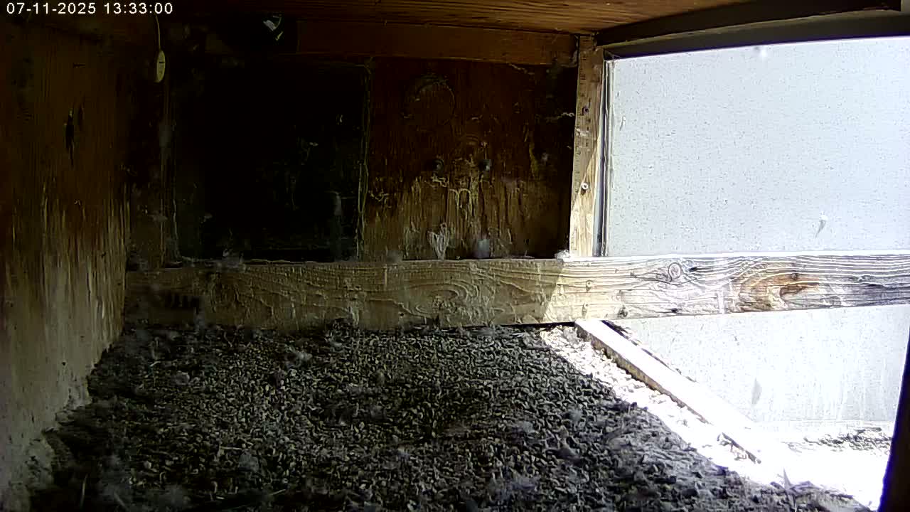 Manhester, NH, Falcon Life Live Cam - Manchester, Hillsborough, New Hampshire, USA