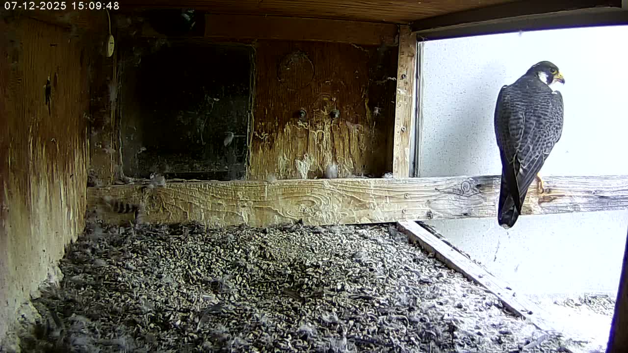 Manhester, NH, Falcon Life Live Cam - Manchester, Hillsborough, New Hampshire, USA
