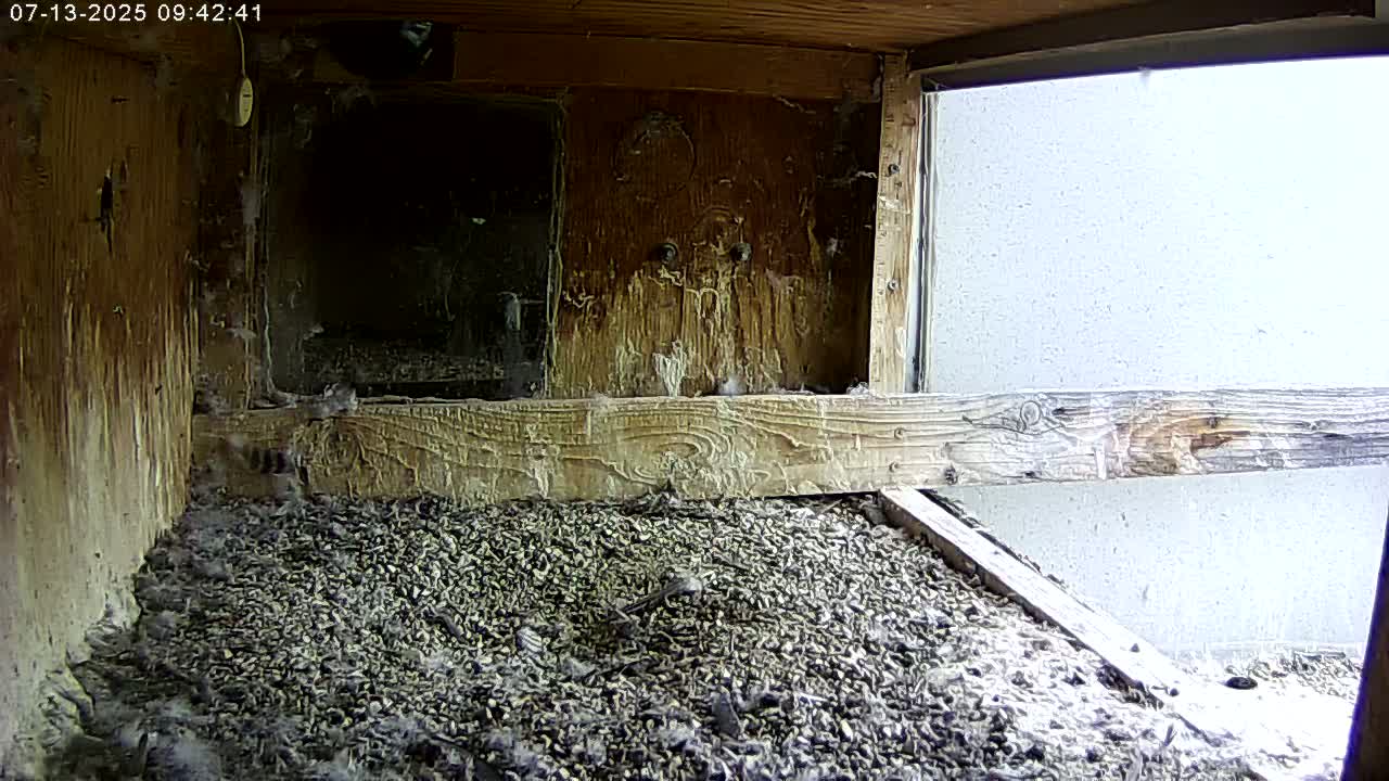 Manhester, NH, Falcon Life Live Cam - Manchester, Hillsborough, New Hampshire, USA