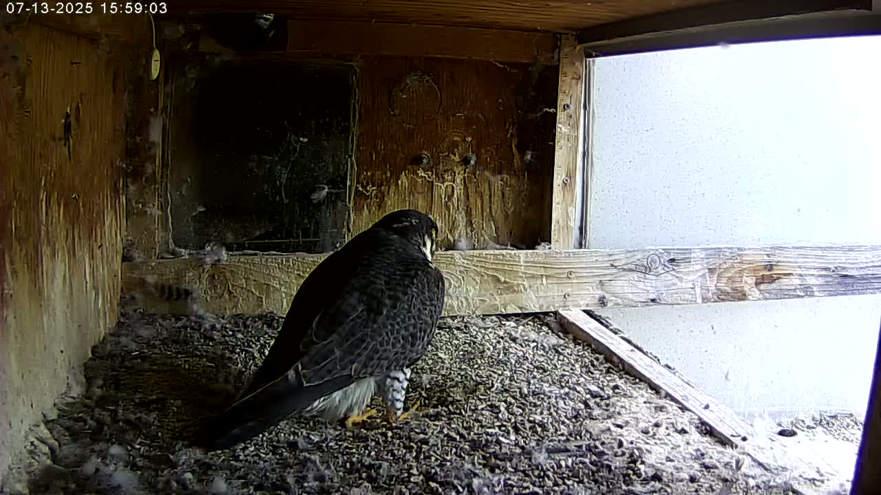 Manhester, NH, Falcon Life Live Cam - Manchester, Hillsborough, New Hampshire, USA