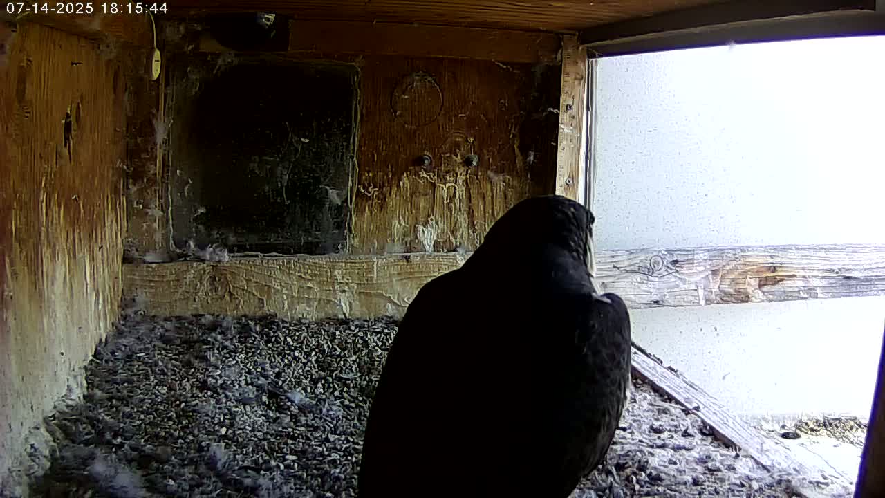 Manhester, NH, Falcon Life Live Cam - Manchester, Hillsborough, New Hampshire, USA
