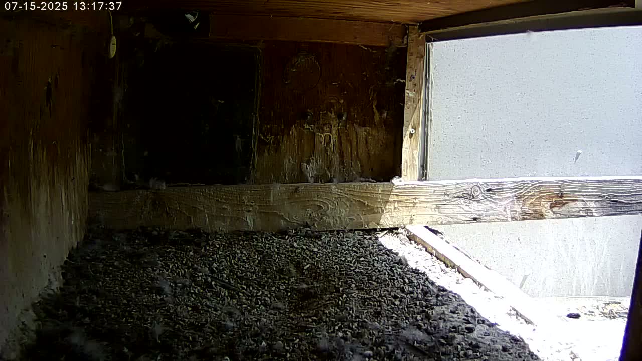 Manhester, NH, Falcon Life Live Cam - Manchester, Hillsborough, New Hampshire, USA