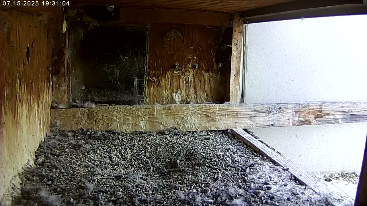 Manhester, NH, Falcon Life Live Cam - Manchester, Hillsborough, New Hampshire, USA