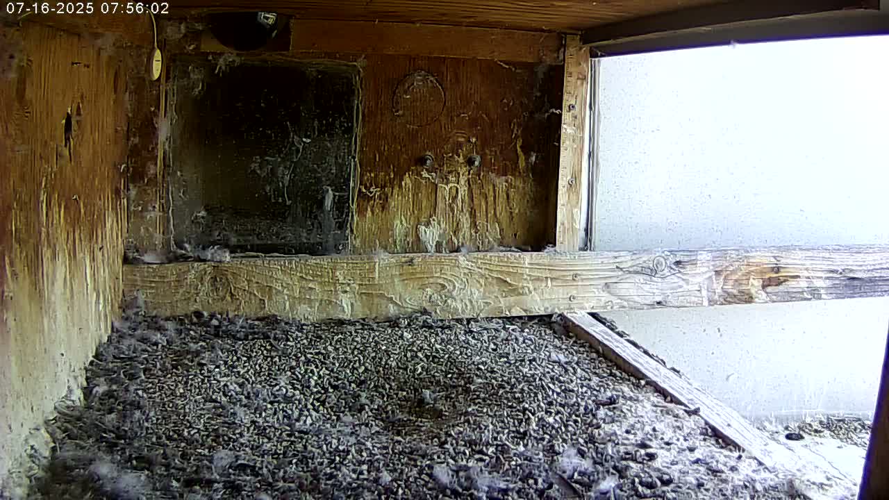 Manhester, NH, Falcon Life Live Cam - Manchester, Hillsborough, New Hampshire, USA