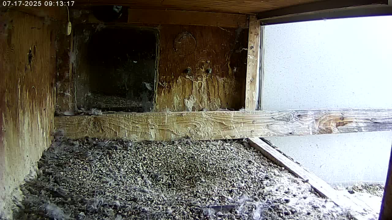 Manhester, NH, Falcon Life Live Cam - Manchester, Hillsborough, New Hampshire, USA