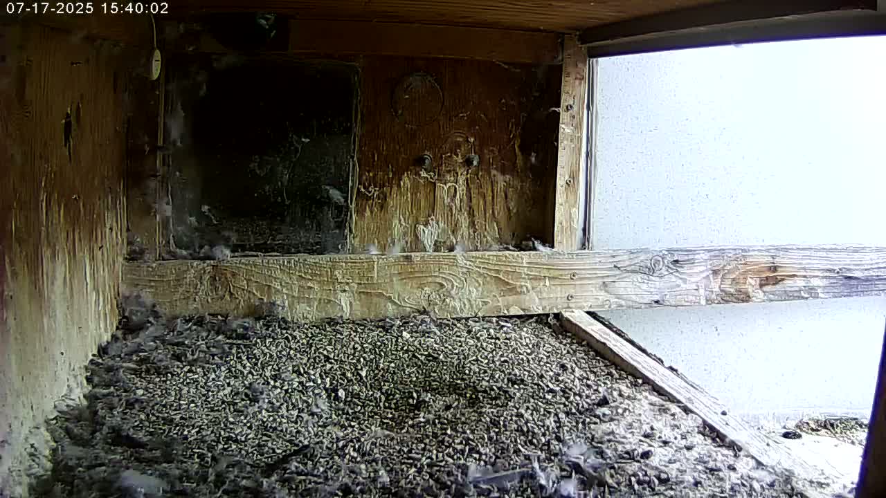 Manhester, NH, Falcon Life Live Cam - Manchester, Hillsborough, New Hampshire, USA