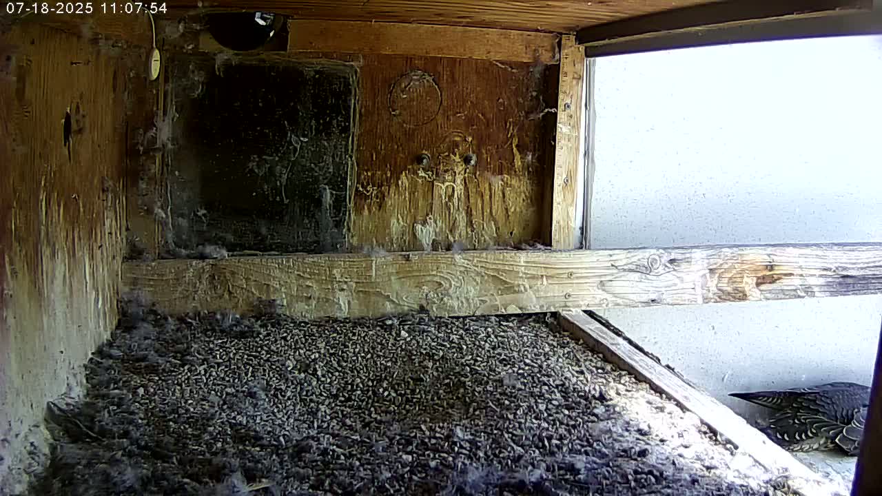 Manhester, NH, Falcon Life Live Cam - Manchester, Hillsborough, New Hampshire, USA