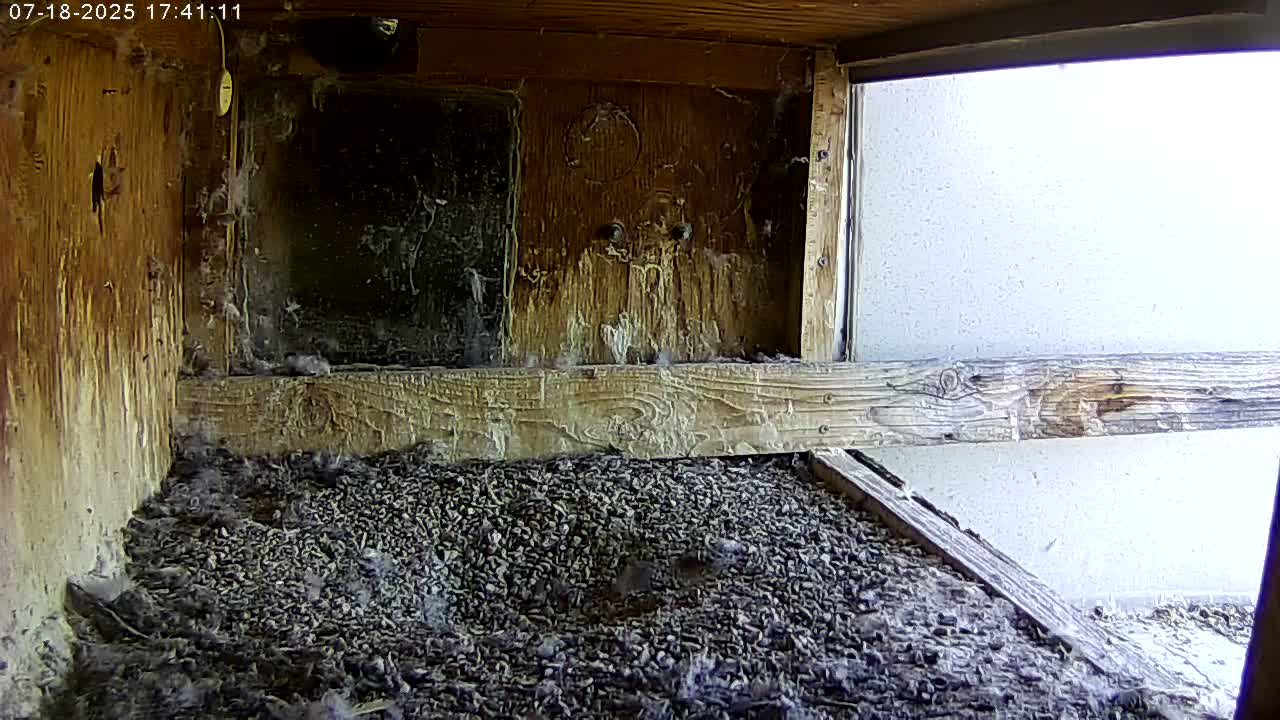 Manhester, NH, Falcon Life Live Cam - Manchester, Hillsborough, New Hampshire, USA