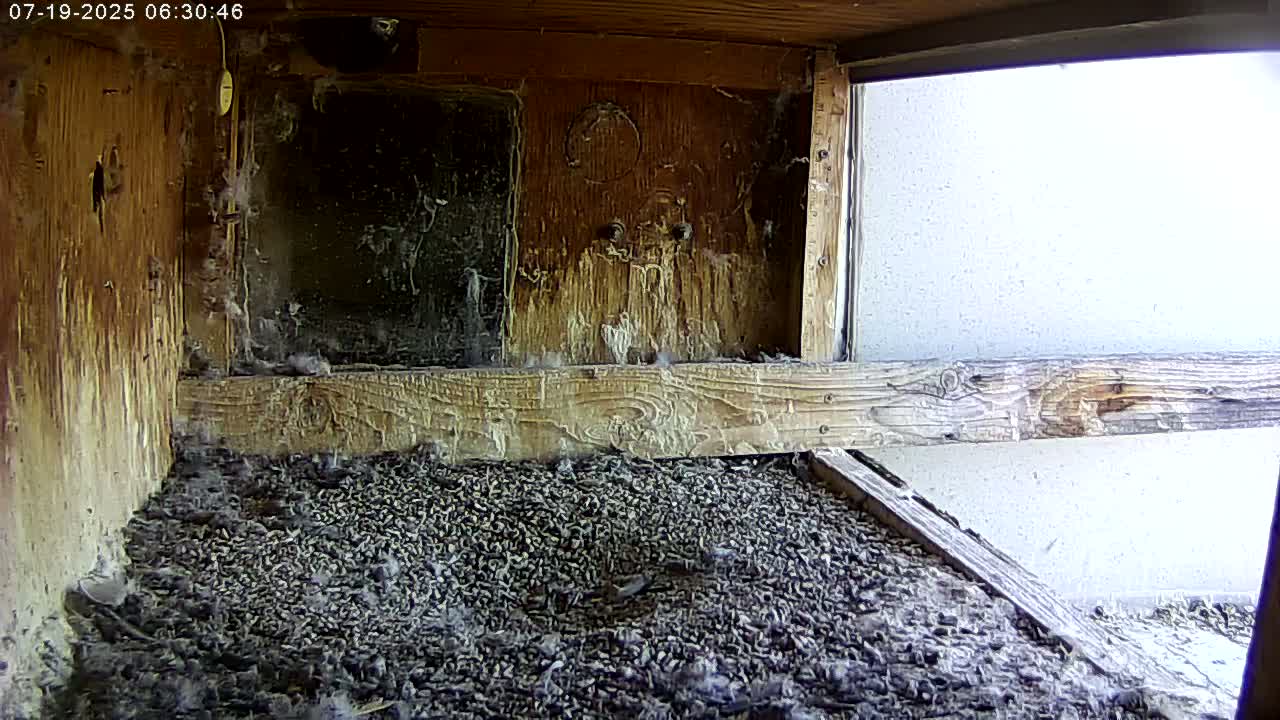 Manhester, NH, Falcon Life Live Cam - Manchester, Hillsborough, New Hampshire, USA