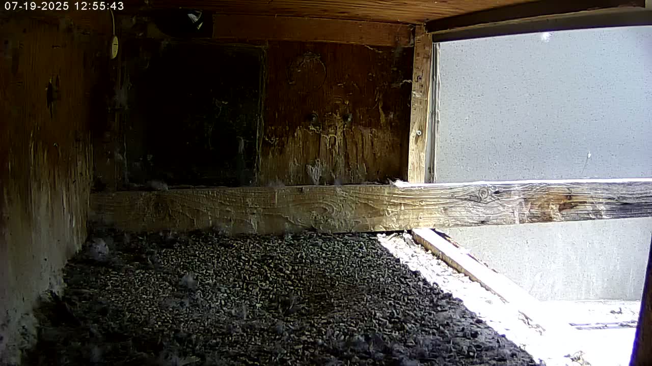 Manhester, NH, Falcon Life Live Cam - Manchester, Hillsborough, New Hampshire, USA