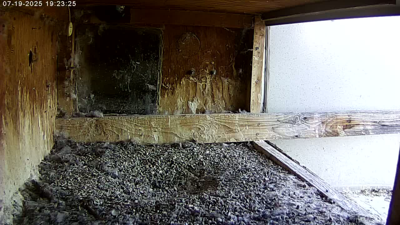 Manhester, NH, Falcon Life Live Cam - Manchester, Hillsborough, New Hampshire, USA