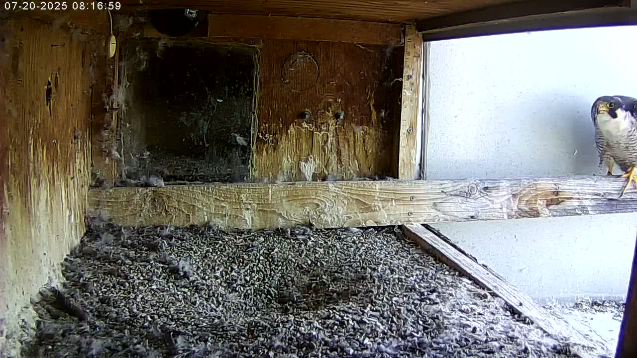Manhester, NH, Falcon Life Live Cam - Manchester, Hillsborough, New Hampshire, USA