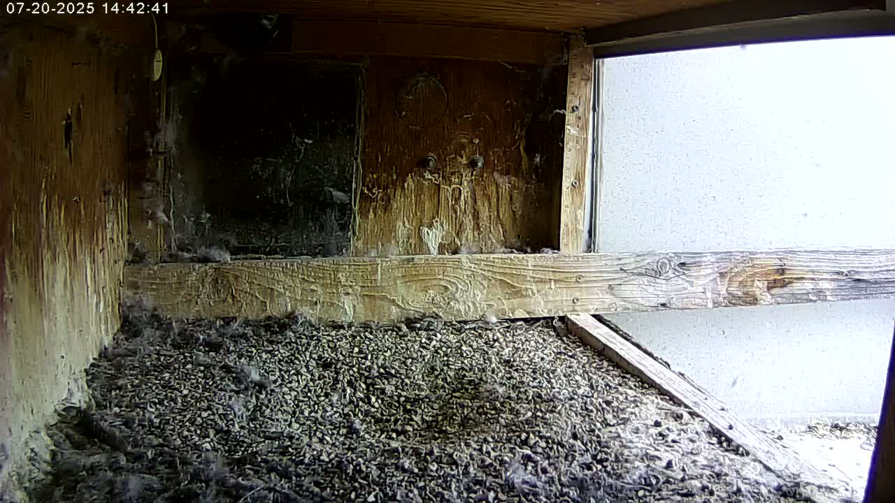 Manhester, NH, Falcon Life Live Cam - Manchester, Hillsborough, New Hampshire, USA