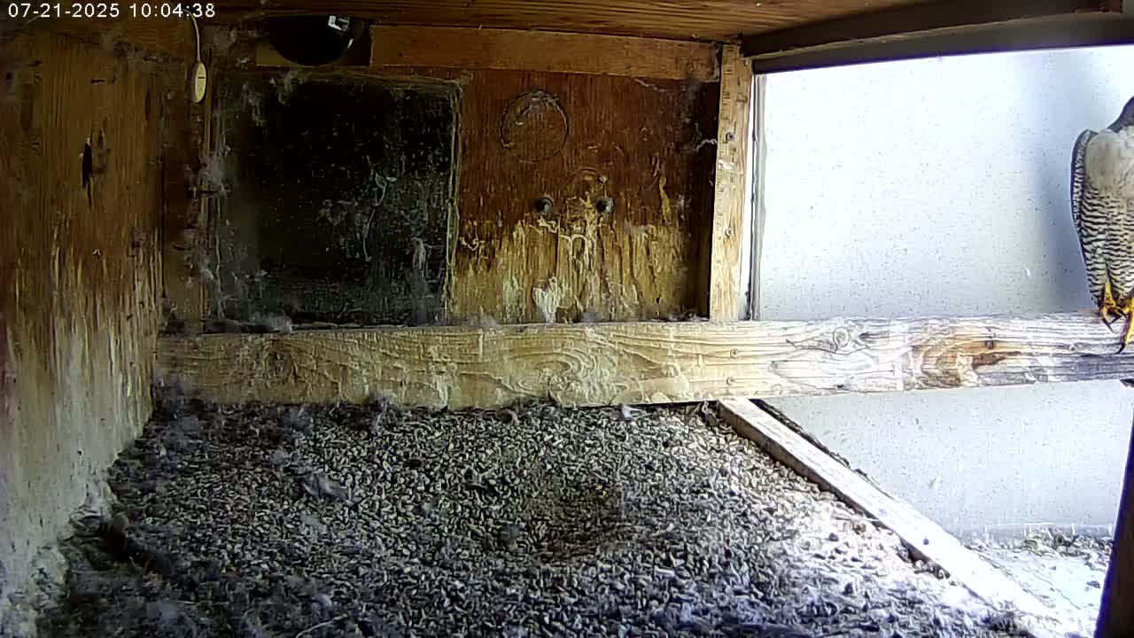 Manhester, NH, Falcon Life Live Cam - Manchester, Hillsborough, New Hampshire, USA