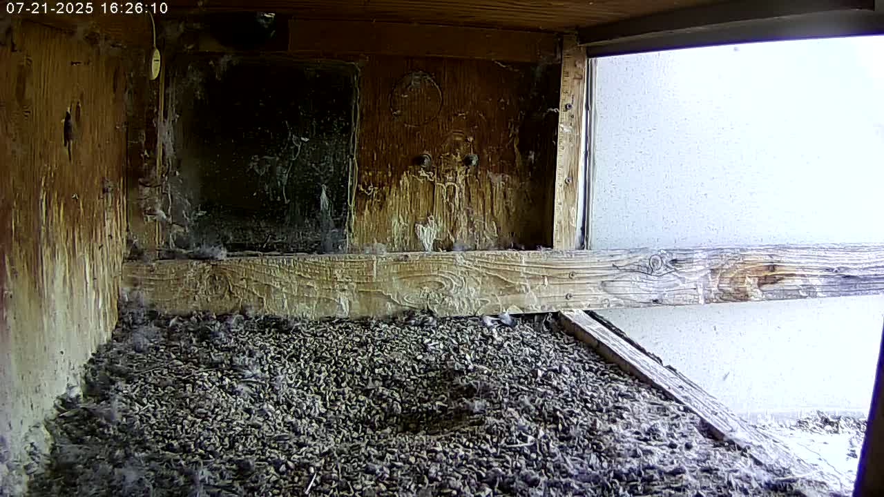 Manhester, NH, Falcon Life Live Cam - Manchester, Hillsborough, New Hampshire, USA
