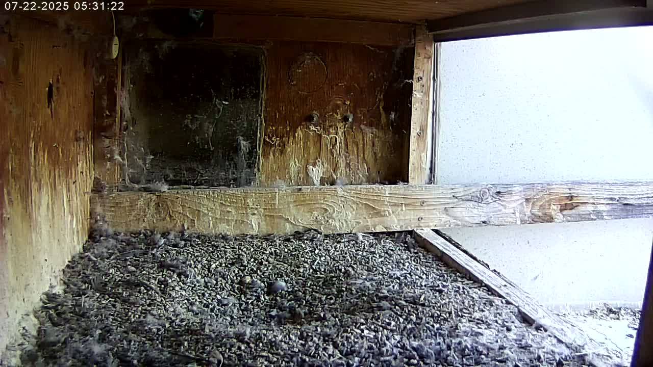 Manhester, NH, Falcon Life Live Cam - Manchester, Hillsborough, New Hampshire, USA