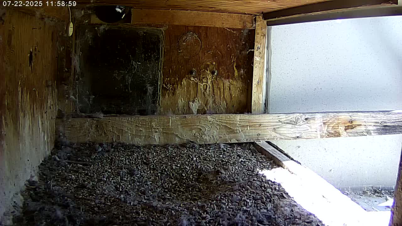 Manhester, NH, Falcon Life Live Cam - Manchester, Hillsborough, New Hampshire, USA