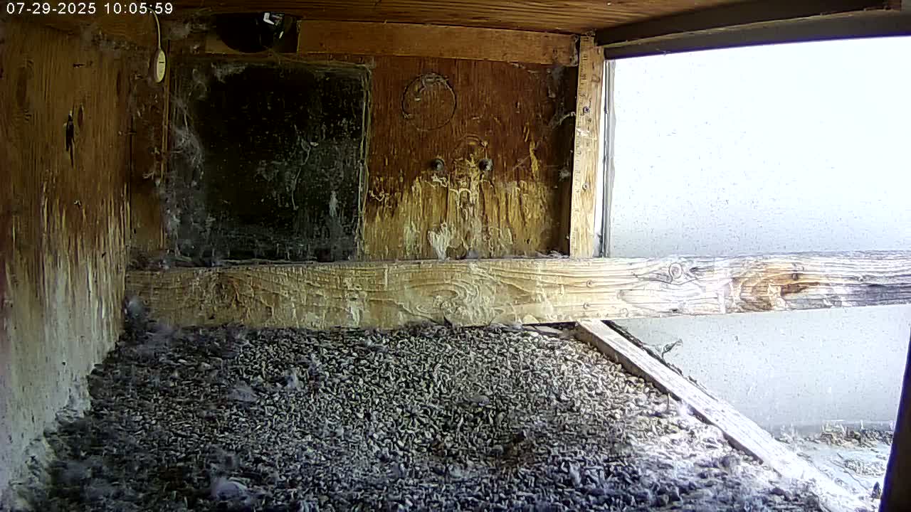 Manhester, NH, Falcon Life Live Cam - Manchester, Hillsborough, New Hampshire, USA