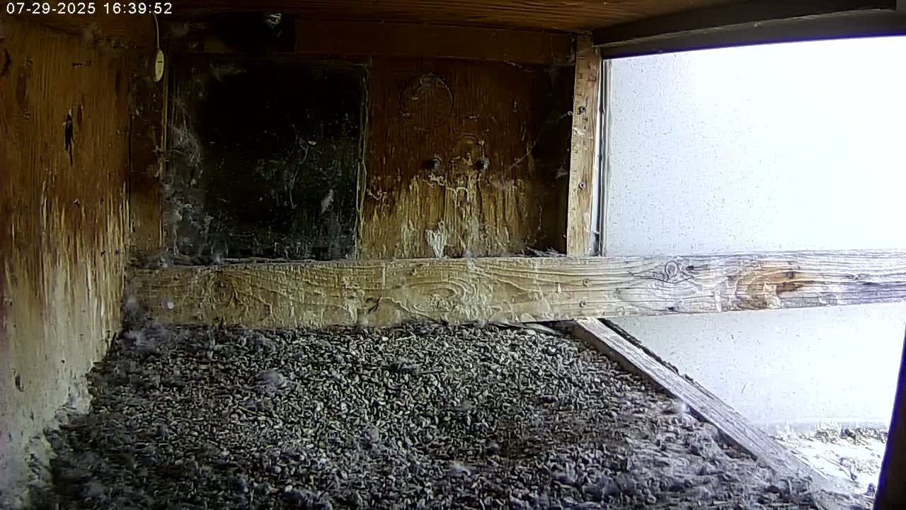 Manhester, NH, Falcon Life Live Cam - Manchester, Hillsborough, New Hampshire, USA