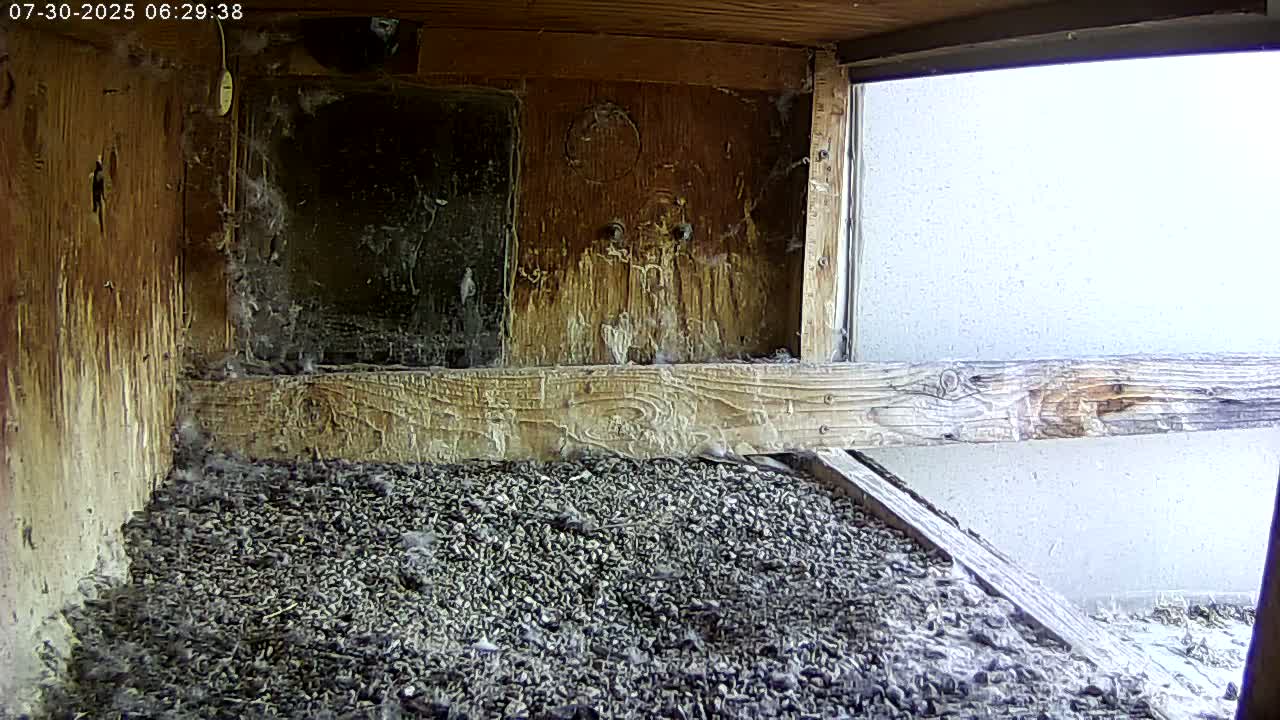 Manhester, NH, Falcon Life Live Cam - Manchester, Hillsborough, New Hampshire, USA