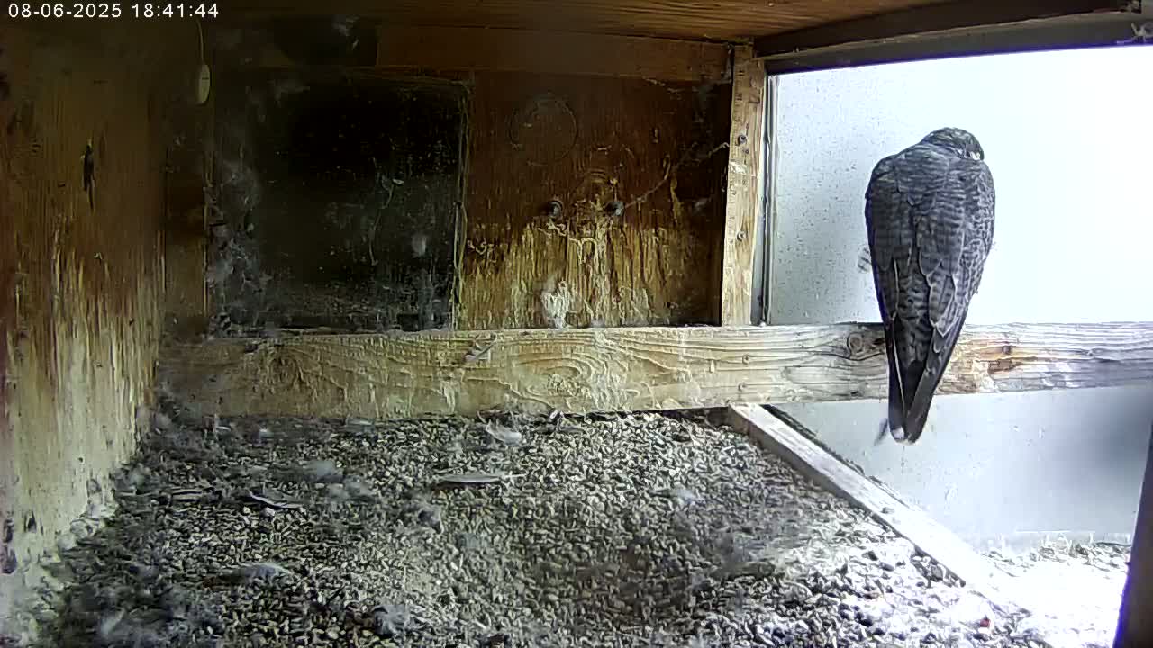 Manhester, NH, Falcon Life Live Cam - Manchester, Hillsborough, New Hampshire, USA