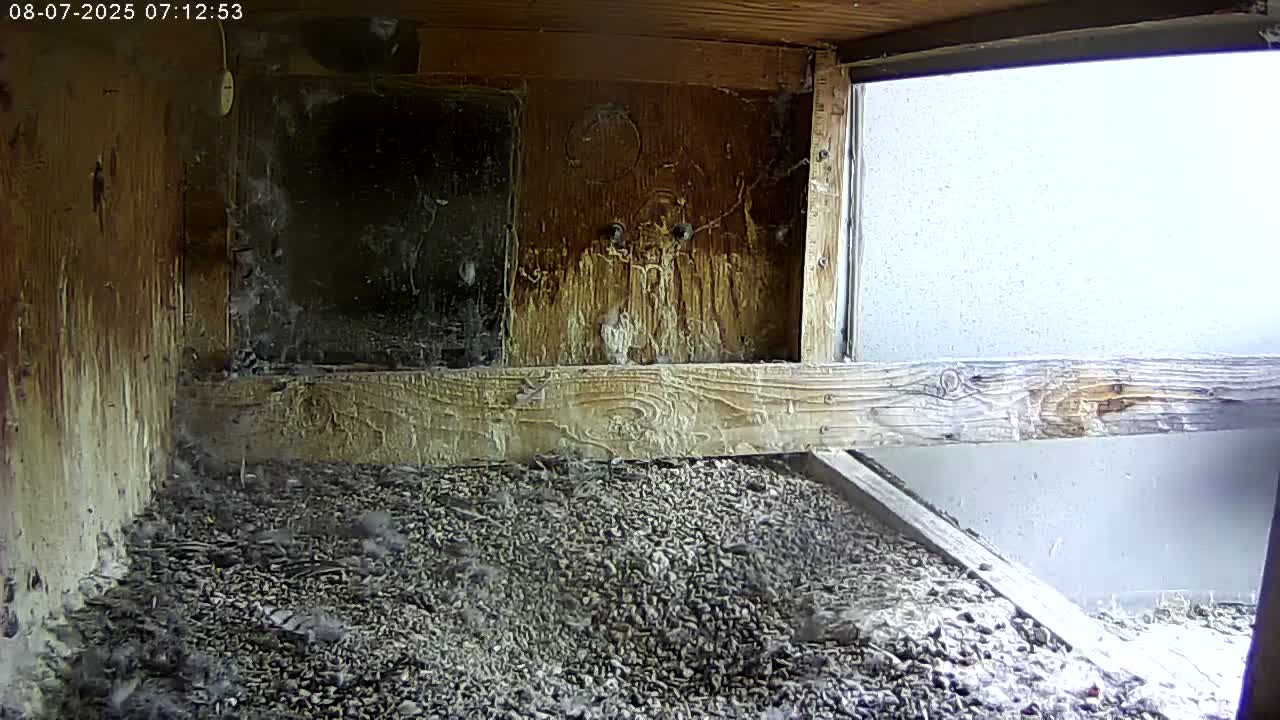 Manhester, NH, Falcon Life Live Cam - Manchester, Hillsborough, New Hampshire, USA