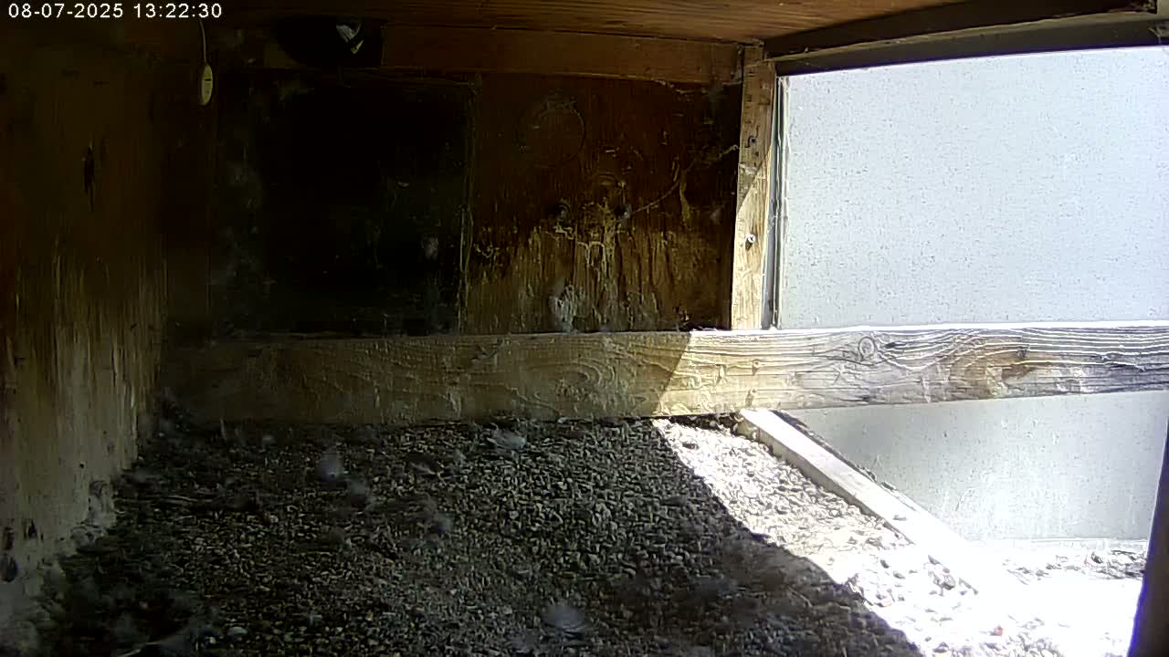 Manhester, NH, Falcon Life Live Cam - Manchester, Hillsborough, New Hampshire, USA