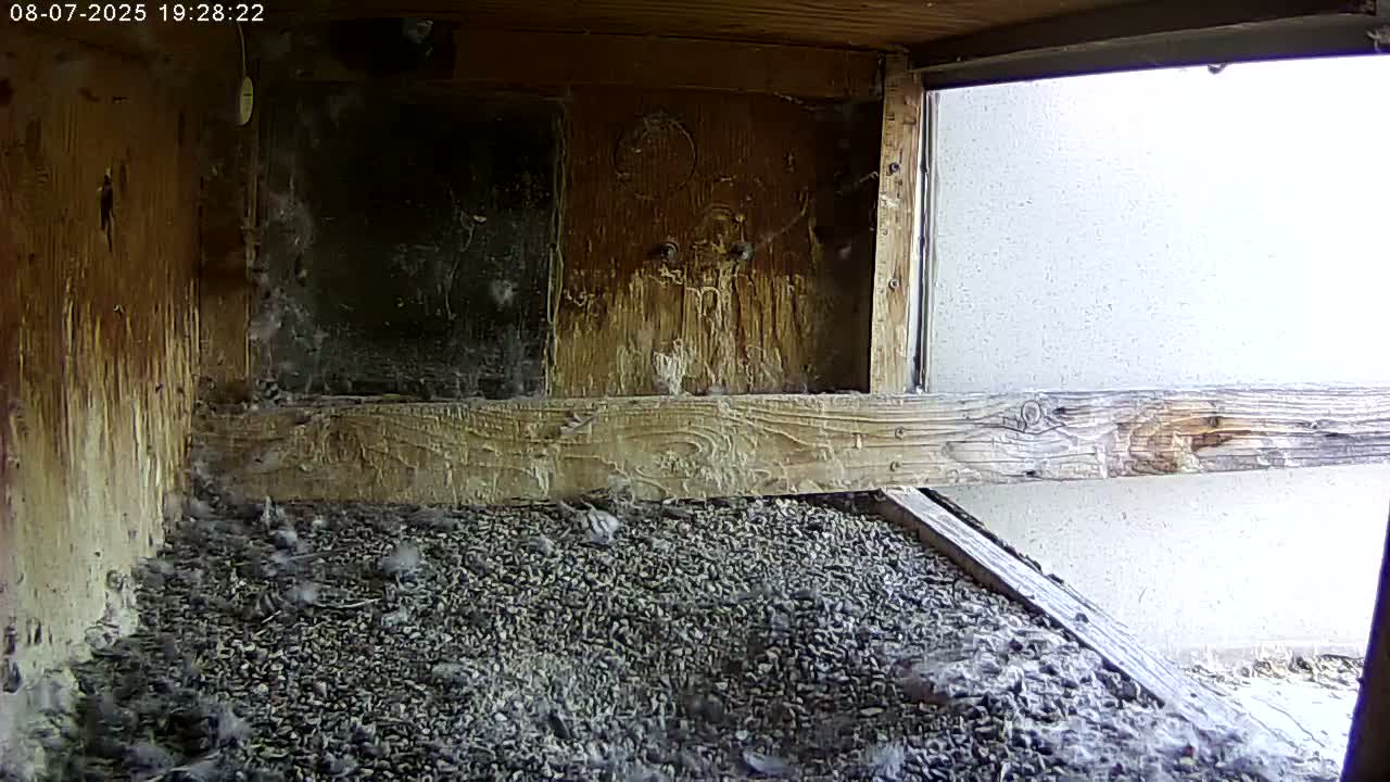 Manhester, NH, Falcon Life Live Cam - Manchester, Hillsborough, New Hampshire, USA