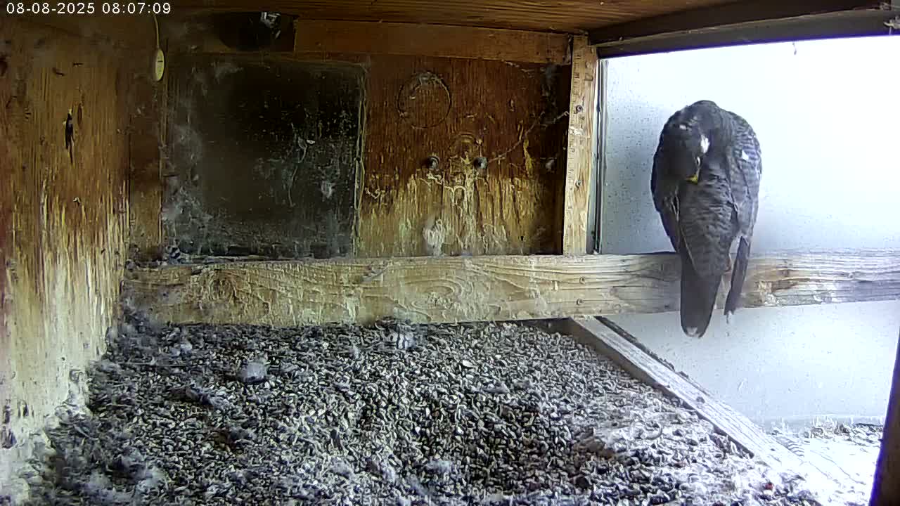 Manhester, NH, Falcon Life Live Cam - Manchester, Hillsborough, New Hampshire, USA